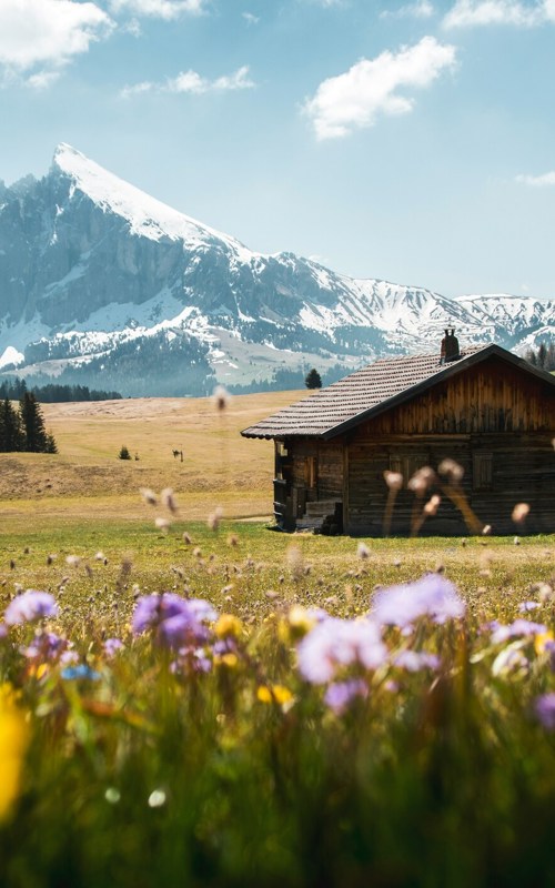 Spring on the Alpe di Siusi, flowers and snow-covered mountain peaks